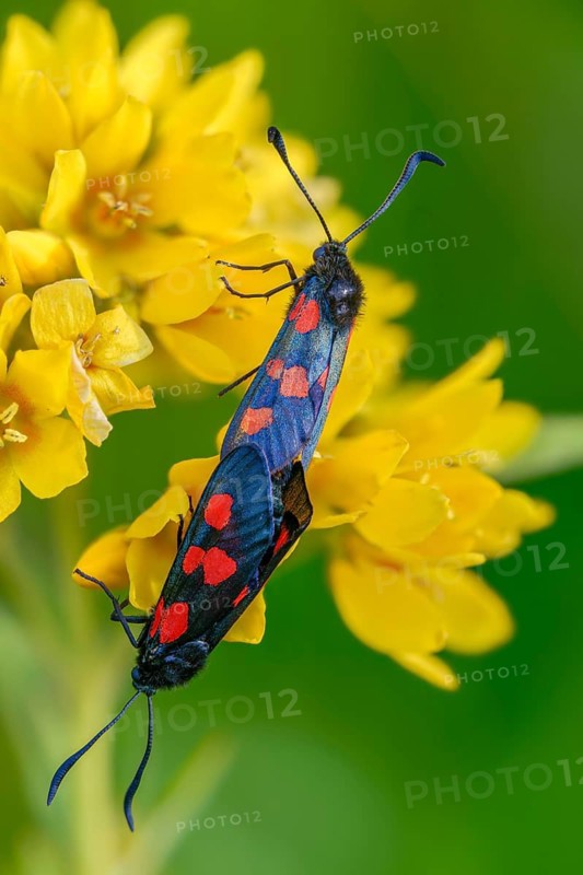 Wetland ram, five-spot burnet, clover ram, marsh horn clover ram, zygaena trifolii, blood droplets, high size, portrait format, insects, copula, moths, moths, moths, moths, mating, butterflies, ram