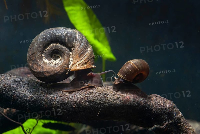 Great Ram's Horn snail, planorbarius corneus, posthorn snail, gastropod, mollusca, snails, molluscs