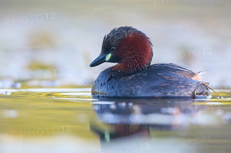 Little Grebe (Tachybaptus ruficollis), North Rhine-Westphalia, Germany