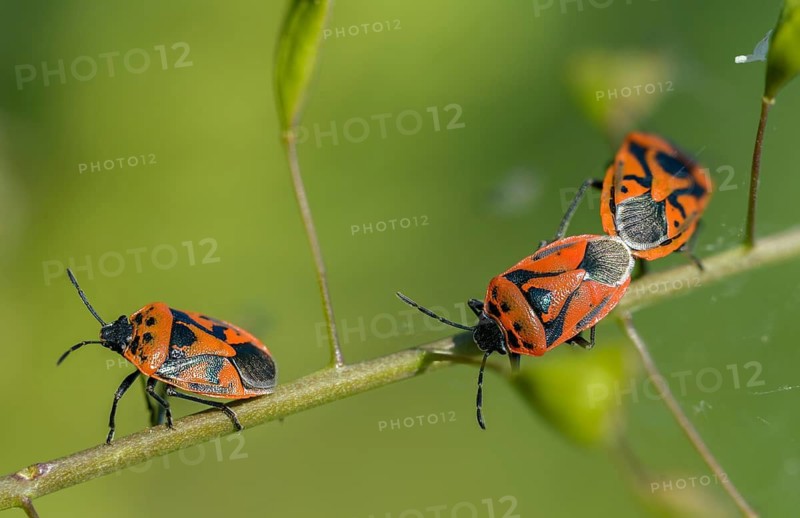 Eurydema ornata, Eurydema ornatum, vegetable bug, heteroptera, pentatomidae, ornamental bug, black-backed vegetable bug, tree bugs, insects, bugs