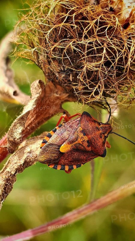 A close-up of a colourful purple fruit bug (Carpocoris pupureipennis) on a withered plant in the greenery, Rennsteig, Thuringian Slate Mountains nature park Park, Upper Saale