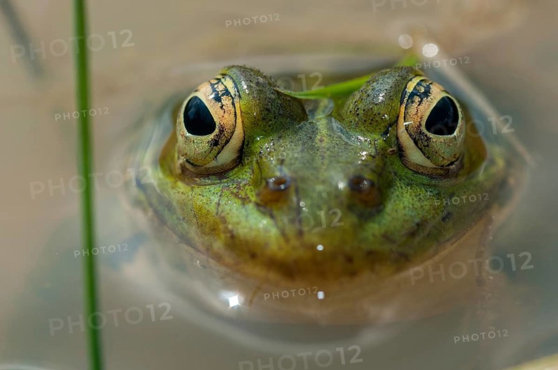 Green frog, pelophylax spec., rana spec., water frog, amphibians, amphibians, frog, frog, frogs, amphibians