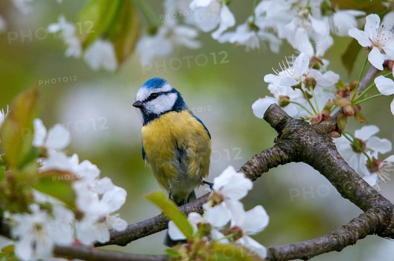 Blue tit, Parus caeruleus, birds, spring, garden, meadow orchard, tit, passeri, songbirds, song birds, jump, orchard, tits, birds