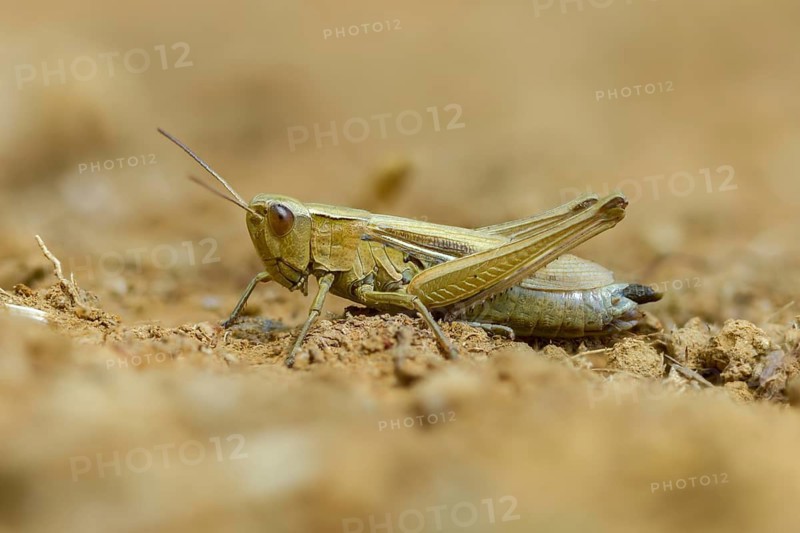 Acrididae, Caelifera, Chorthippus albomarginatus, field locusts, gomphocerinae, grasshoppers, short-feeler, white-edged grasshopper, female, grasshopper, grasshoppers, insects, lesser marsh grasshopper, female