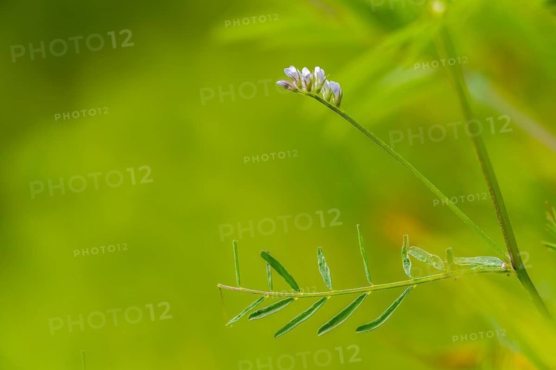 Wild vetch, ervum hirsutum, rough haired vetch, vicia hirsuta, flora, hairy tare, hairy vetch, plants, tiny vetch