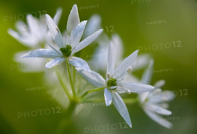 Alliaceae, Allium ursinum, wild garlic, witch onions, garlic spinach, leeks, ramsen garlic, wild herre, wild garlic, gypsy garlic, broad-leaved garlic, buckrams, flora, plants, plants, Ramsons, wild garlic