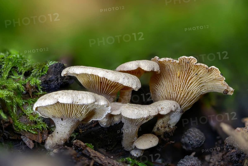 Astringent panus, bitter oyster, bitter mussel mushroom, bitter-sharp dwarf ball, oak dwarf ball, tart dwarf ball, luminescent panellus, panellus stipticus, panellus stypticus, stiptic fungus, fungi, fungus, mushrooms