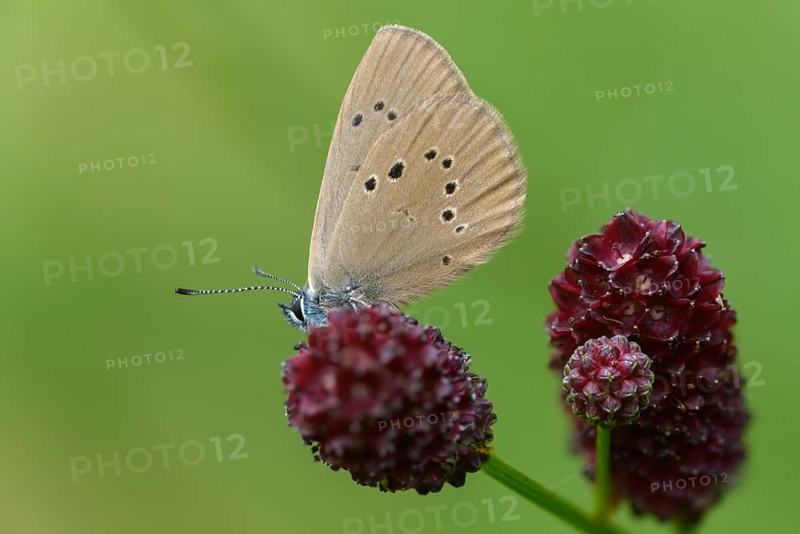 Ant blue, dark meadowbutton ant blue, dusky large blue, glaucopsyche nausithous, maculinea nausithous, phengaris nausithous, black blue meadowbutton ant blue, meadow button ant blue, butterfly, insects, butterfly, butterflies, insects, butterflies, butterflies, butterflies