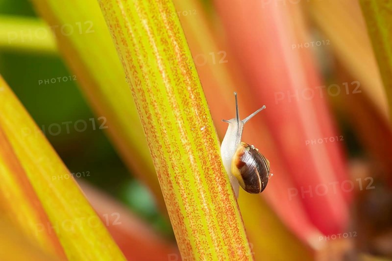Striped Snail (Cernuella virgata) adult mollusca on a garden Rhubarb vegetable plant stem in summer, Suffolk, England, United Kingdom