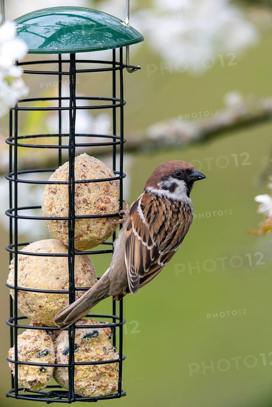 Tree sparrow, Passer Montanus, sparrow, birds, feeding, year-round feeding, high size, portrait format, passeri, songbirds, sparrow, sparrow, sparrow, sparrow, sparrow, bird feeding, birds