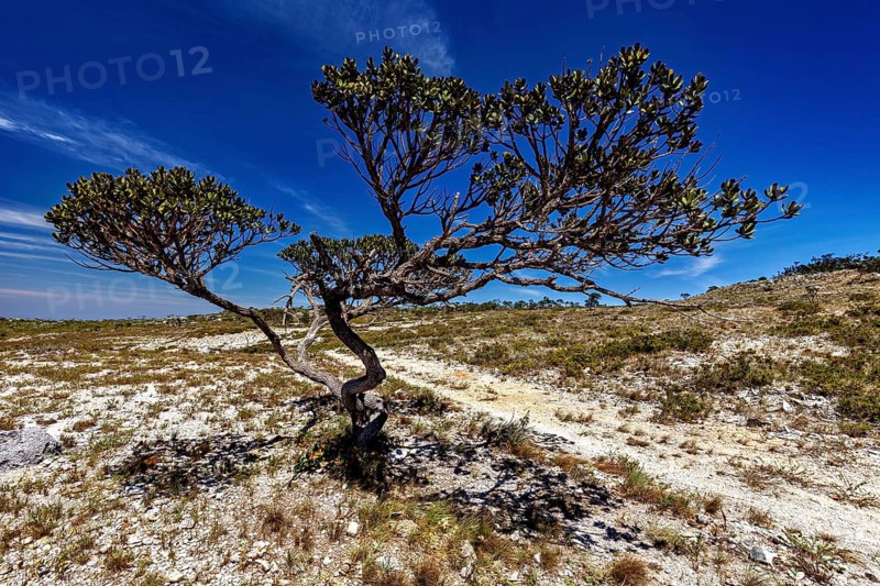 Single tree in open plain under bright blue sky with shadow effects, The thornshrub savanna in the Caatinga landscape in the federal states of Pernambuco and Bahia in Brazil