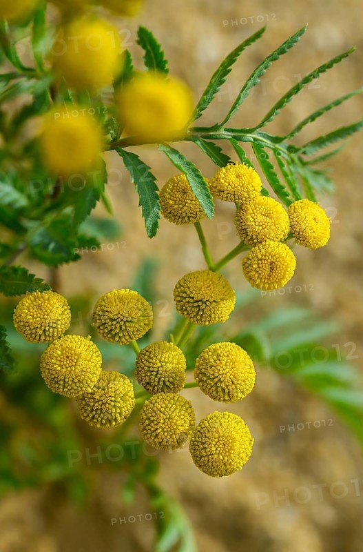 Asteraceae, chrysanthemum vulgare, daisy, tansy, tanacetum vulgare, tansy, wormwort, bitter buttons, cow bitter, flora, golden buttons, high size, vertical format, plants, plants