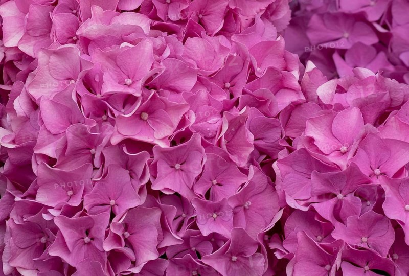 Hydrangea, Hydrangea, North Rhine-Westphalia, Germany