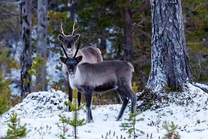 Animals, Mammals, Europe, Finland, Lapland, Reindeer in winter, Reindeer (Rangifer tarandus), Finnish Lapland