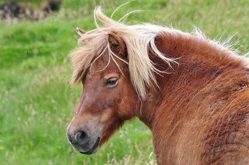 A brown Shetland pony (Equus ferus caballus) with a tousled mane stands in the midst of a green landscape, Shetland, Shetland Islands, Scotland, Great Britain