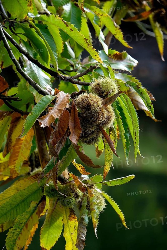 Sweet chestnut (Castanea sativa), autumnal atmosphere, Münsterland, North Rhine-Westphalia, Germany