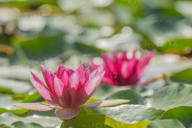 Pink lotus flowers lie on the surface of the pond. Lily pads surround the flowers. The water is clear and reflects the blossoms. Sasbach am Kaiserstuhl, Germany