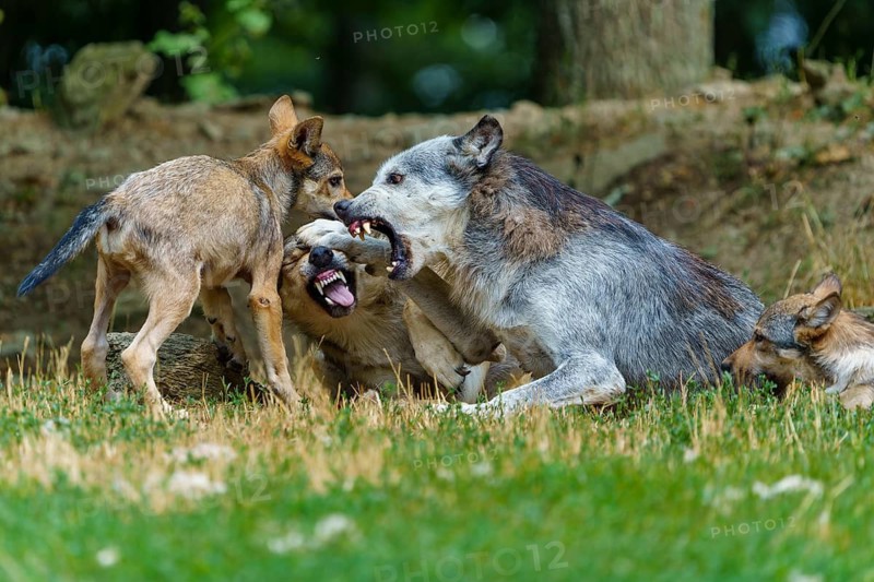 Timberwolf, wolf, American wolf (Canis lupus lycaon), Germany, two wolves and their pups engaged in a lively interaction in a woodland area in a meadow