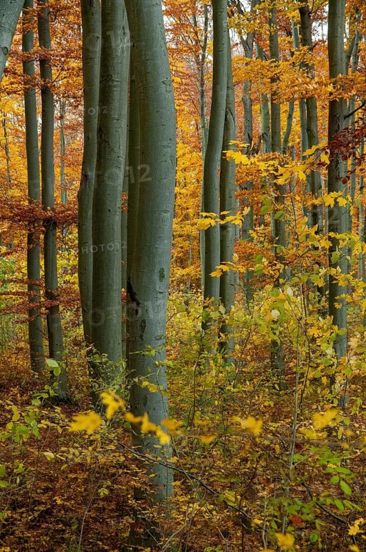 Atmosphere, autumn, tree, beech forest, trees, autumn, high size, portrait, landscape, deciduous forest, mood, tree, forest, wood