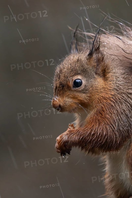 Red squirrel (Sciurus vulgaris) adult animal on a fence soaking wet in a rain storm, England, United Kingdom