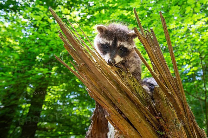 Young raccoon (Procyon lotor) on a discovery tour, Steinhagen, North Rhine-Westphalia, Germany