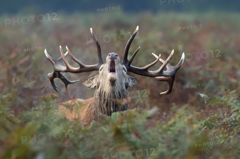 Red deer (Cervus elaphus) adult male stag animal roaring in bracken during the rutting season in autumn, England, United Kingdom