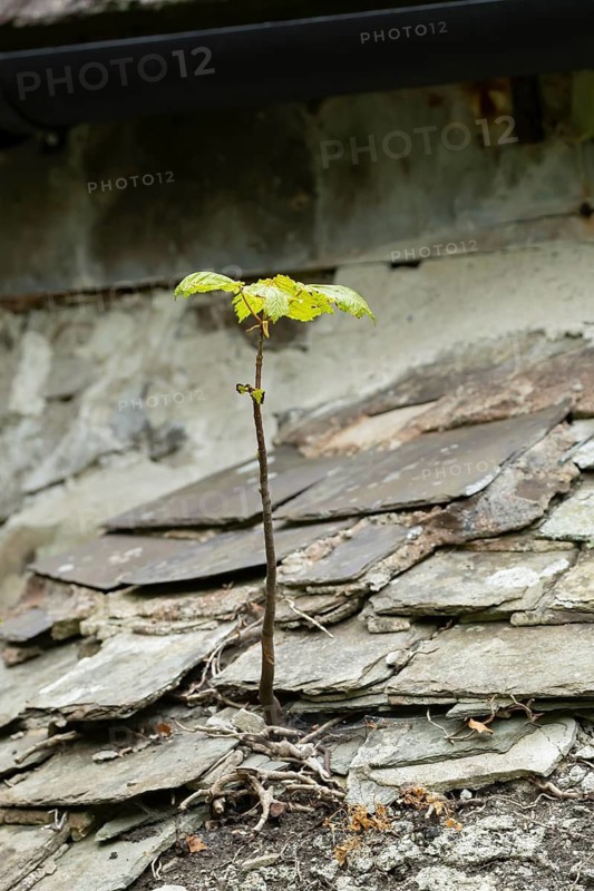 Sycamore tree (Acer pseudoplatanus) young sapling growing out of a church building roof, Wales, United Kingdom