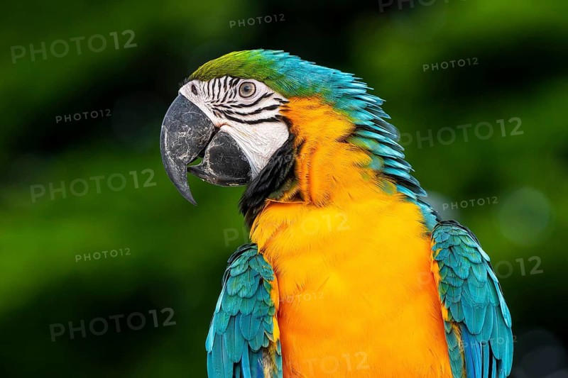 Yellow-breasted macaw (Ara ararauna), Jomtien, Thailand