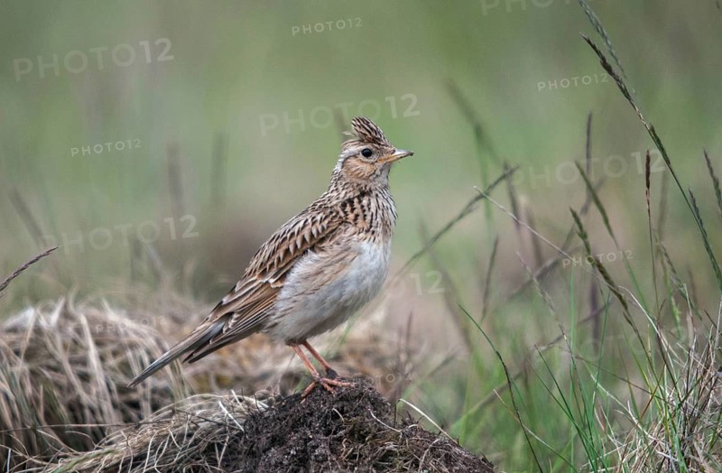 2010, Alauda Arvensis, Brandenburg, skylark, Germany, Nabu, national natural heritage, natural paradise Grünhaus, Skylark, post-mining landscape, birds, greenhouse, passeri, songbirds, birds