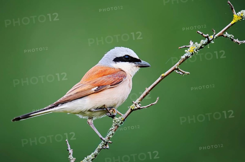Red-backed Shrike (Lanius collurio), male perched on a twig, North Rhine-Westphalia, Germany