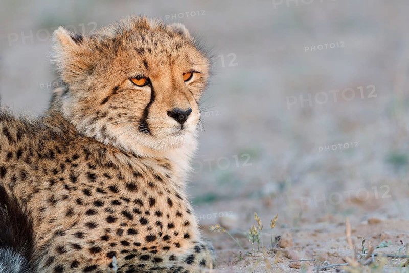 Cheetah (Acinonyx jubatus), young, lying in the dry grassland, looking around, alert, golden evening light, animal portrait, Kgalagadi Transfrontier Park, Northern Cape, South Africa