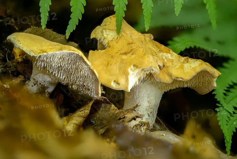 Yellow spiny sponge, hydnum carnosum, hydnum rufescens, orange-red stubble mushroom, red-yellow stubble mushroom, foam mushroom, bread stubble mushroom, terracotta hedgehog, fungi, fungus, mushrooms