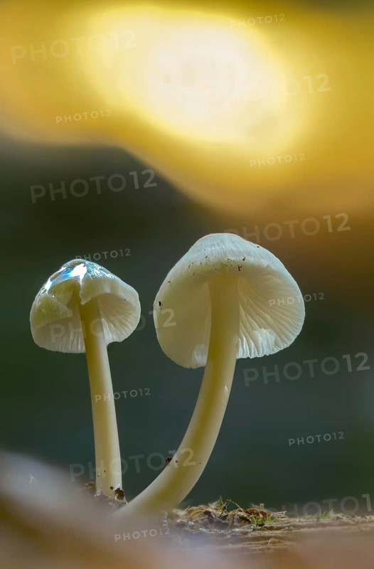 Meat-brown helmet, isabell brown thread helmet, conical helmet, mycena metata, mycena phyllogena, nitrous mycena, fungi, fungus, high size, portrait, mushrooms