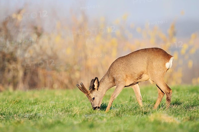 European roe deer (Capreolus capreolus), roebuck with velvet antlers standing in a meadow and eating, Lower Saxony, Germany