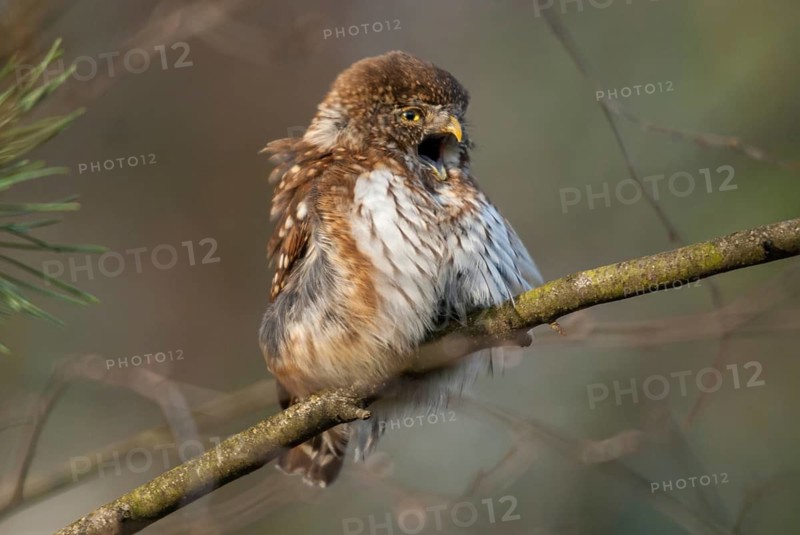 Glaucidium passerinum, pygmy owl, passerine owl, birds, owls, strigiformes, birds