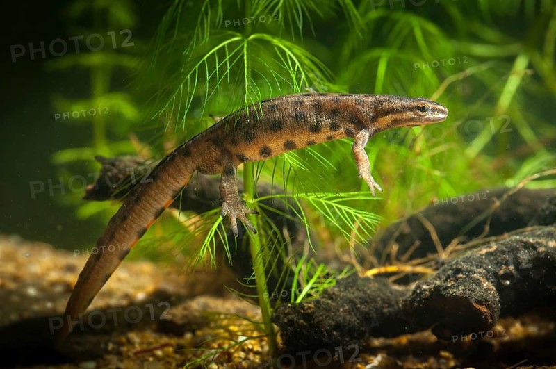 Lissotriton vulgaris, smooth newt, triturus vulgaris, amphibians, amphibians, amphibians, amphibians, amphibians, males, males