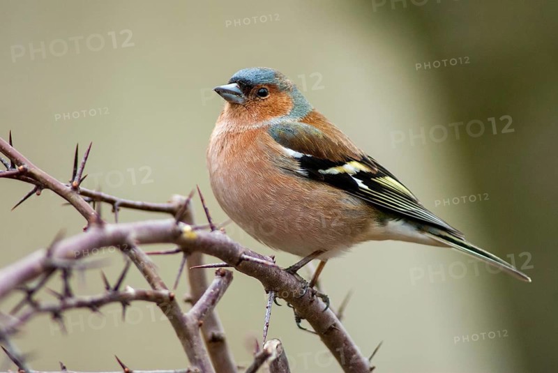 Chaffinch, Fringilla Coelebs, Birds, Male, Passeri, Songbirds, Birds
