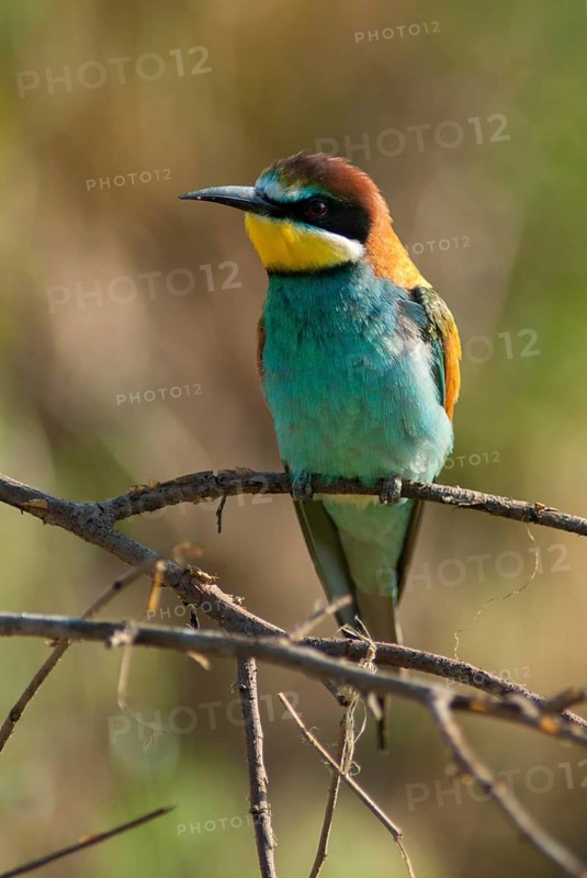 Bee-eaters, bee-eaters, coraciiformes, merops apiasters, birds, Bulgaria, leo, meropidae, spider, birds