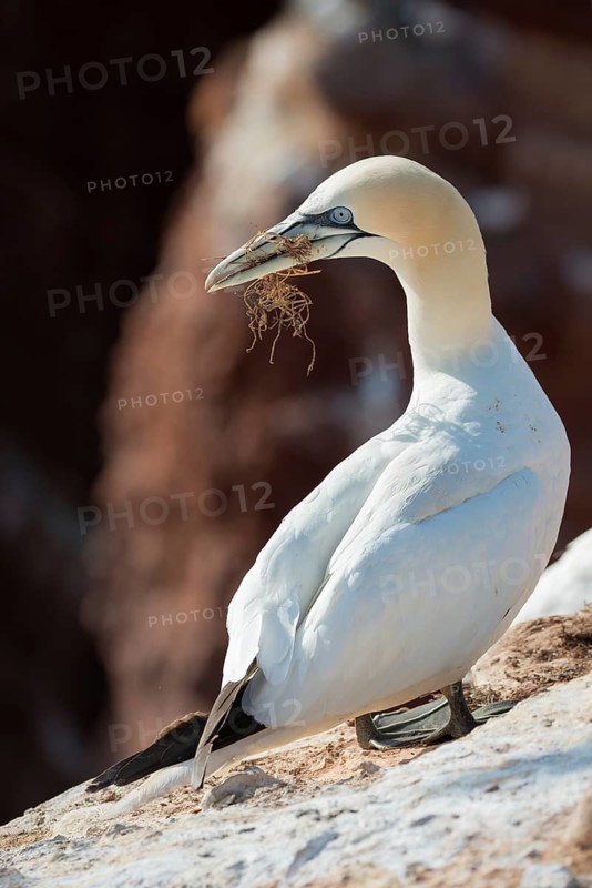 A northern gannet (Morus bassanus) (synonym: Sula bassana) perched on a light-coloured rock with nesting material in its beak, neck turned backwards, in the background, a dark red rock face, partly in shadow and partly bathed in sunlight, a red sandstone cliff, coastline, adult, nesting, nesting site, sunny, sunlight, raking light, bright, white plumage, portrait, Heligoland, an island in the open sea, North Sea, Pinneberg district, Schleswig-Holstein, Germany