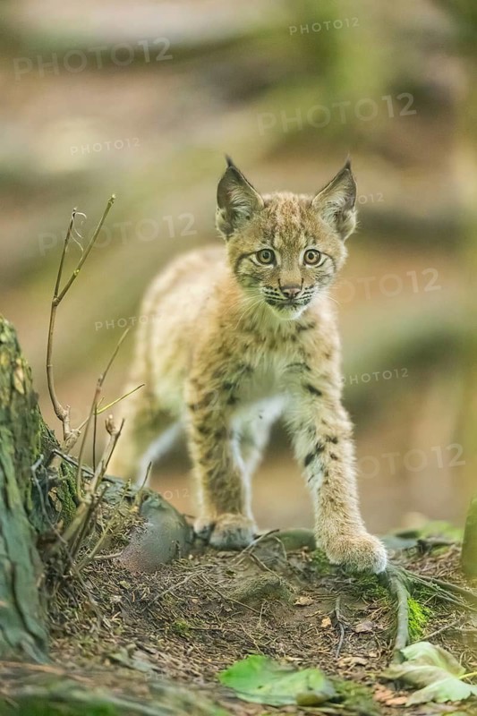 Eurasian lynx (Lynx lynx) youngsters (cub) sitting in a forest, Bavaria, Germany