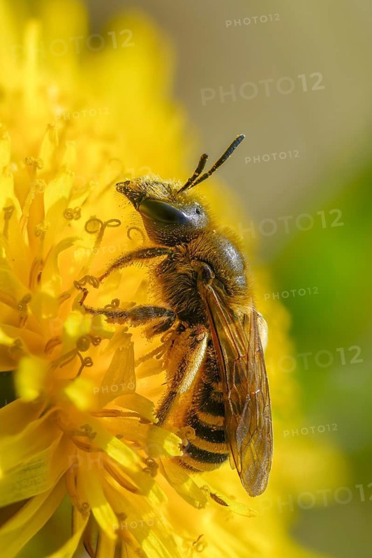 Apidae, bees, furrow bee, common narrow bee, hymenoptera, lasioglossum calceatum, high size, portrait format, insects, insects