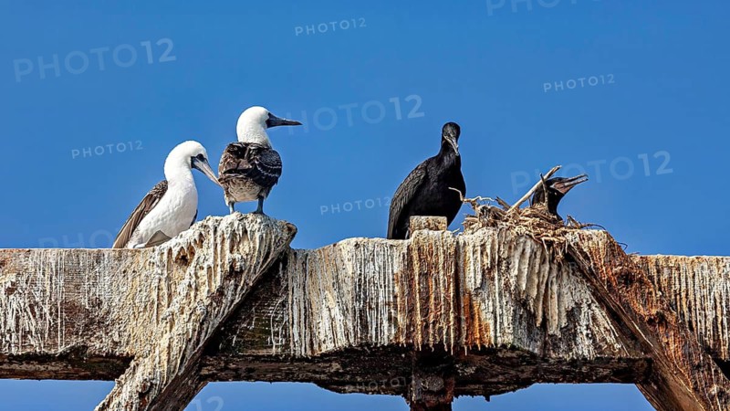 Birds are perched on an old wooden platform beneath a blue sky. A small group, with a nest on the left, comprising Guanoco cormorants (Leucocarbo bougainvilliorum) and Guanotölpel (Sula variegata) from Paracas in Peru