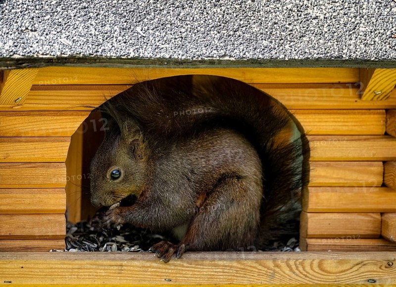 Eurasian red squirrel (Sciurus vulgaris), melanistic animal, also known as black squirrel, sits in birdhouses and eats birdseed, sunflower seeds, Stuttgart, Baden-Württemberg, Germany