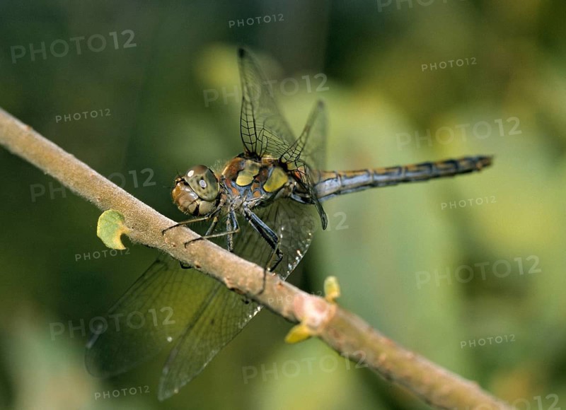 Common darter, large heather, sympetrum striolatum, anisoptera, damselflies, dragonflies, female, insects, insects, leo, dragonflies, odonata, female