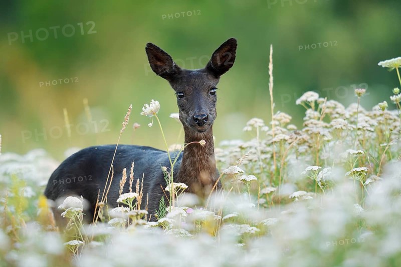 European roe deer (Capreolus capreolus), black roe deer, doe standing in a wild meadow, Lower Saxony, Germany