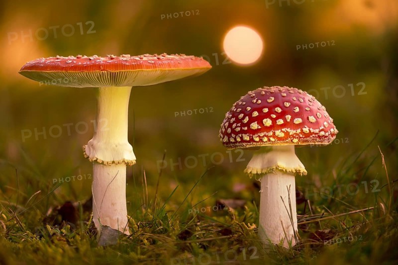 Amanita muscaria, toadstool, red toadstool, bullets, fly agaric, fly amanita, fungi, fungi, mushrooms