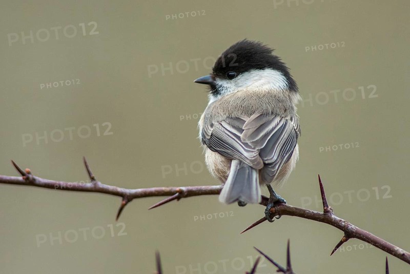 Parus montanus, poecile montanus, willow tit, birds, tit, passeri, songbirds, songbirds, tits, birds