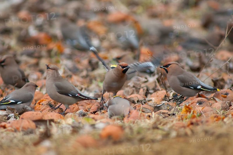 Bombycilla Garrulus, waxwing, birds, fallen fruit, meadow orchard, passeri, songbirds, songbirds, orchard, birds