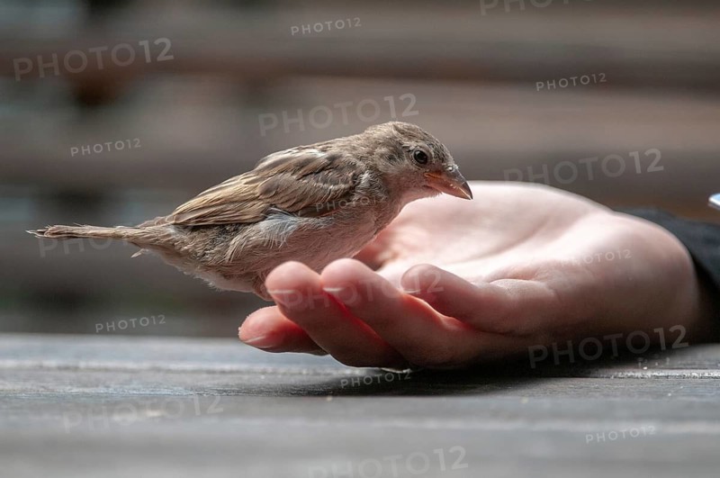 House Sparrow, Passer Domesticus, Sparrow, Birds, Feeding, Adolescent, Juvenile, Passeri, Songbirds, Sparrow, Sparrow, Sparrow, Sparrow, Sparrow, Sparrow, Birds
