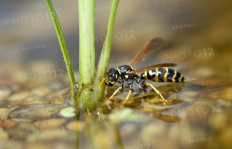 Brighter-colored paper wasp, French field wasp, gallic field wasp, house field wasp, hymenoptera, polistes dominula, vespidae, wrinkle wasp, field wasp, insects, drinking, drinking, water